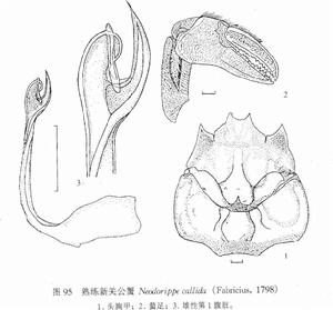 熟練新關公蟹