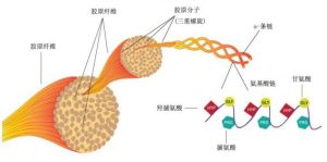 膠原蛋白