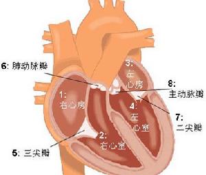 （圖）人造心臟工作原理