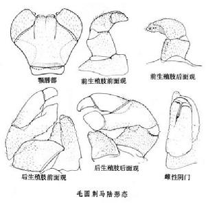 毛圓刺馬陸