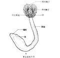 帚形動物門