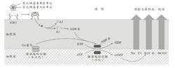 霍亂腸毒素的作用機制