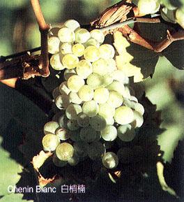 Chenin blanc