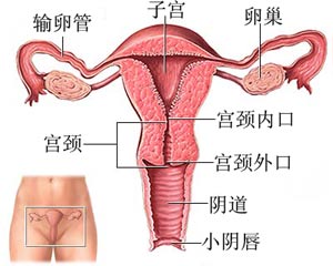 子宮發育不良