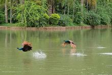 西雙版納原始森林公園