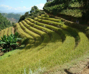 大草壩村