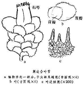 合葉苔屬