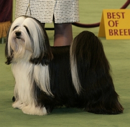 西藏梗 Tibetan Terrier