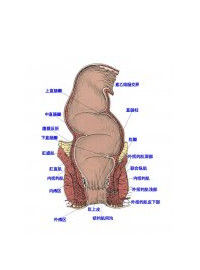 女性肛門損傷