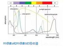 吸收譜線