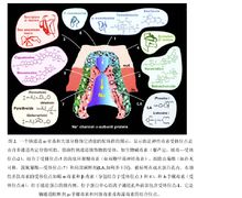 鈉通道 α-亞基和修飾功能的配體群圖示