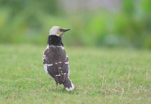 （圖）黑領椋鳥