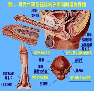 射精過程