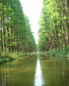 李中水上森林公園