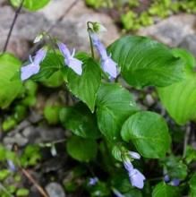 尖舌苣苔屬