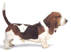 Basset Hound