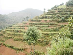 火麻廠村-山地資源