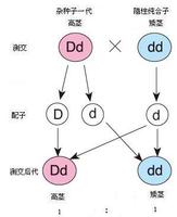 測交示意圖