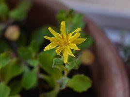 還陽參[菊科還陽參屬植物]