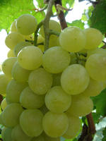 大澤山當家葡萄品種--澤香