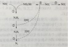 圖1 氨被微生物氧化反應時的可能途徑示意