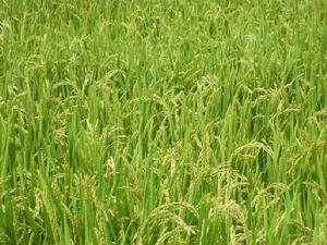 （圖）水稻