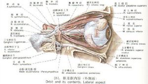 眼眶剖析圖