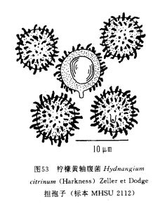 檸檬黃軸腹菌