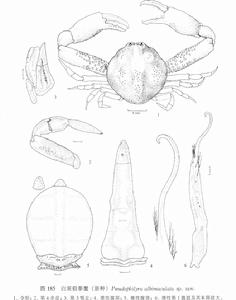 白斑假拳蟹