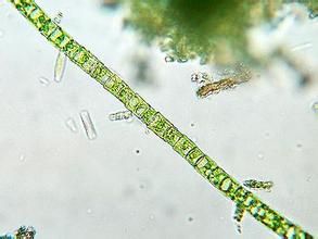 鞘絲藻屬