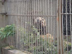 保定動物園的大熊貓