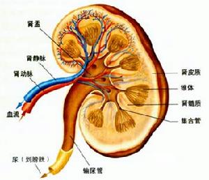 老年人梗阻性腎病