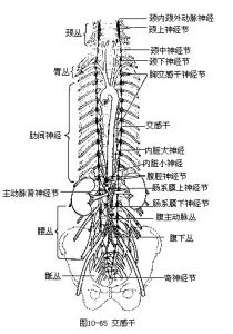 脊髓神經圖