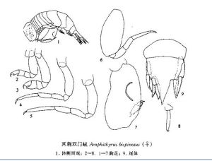 兩刺雙門戎