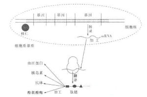 擺動假說