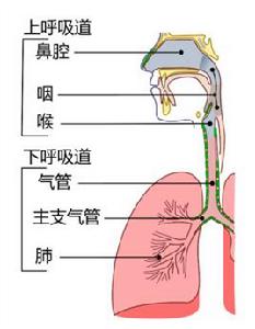 呼吸道