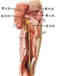 大腿[解剖學名詞]