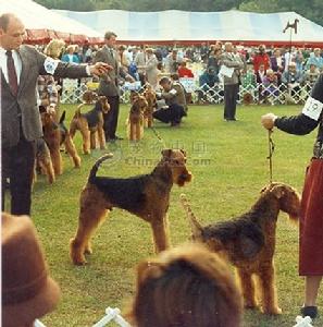 Airedale Terrier