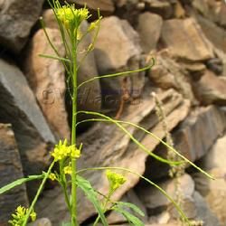 全葉大蒜芥（原變種）