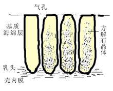 雞蛋殼[雞蛋殼]