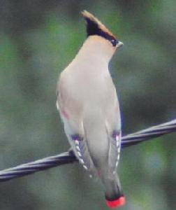 （圖）小太平鳥