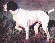 Pointer (dog breed)