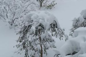 暴雪天氣