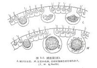 團藻模擬圖