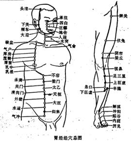 胃足陽明之脈