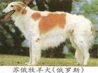 蘇俄牧羊犬