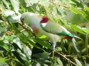 黃胸果鳩