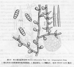 柯小煤炱勐養變種