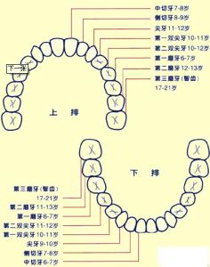 恆牙晚萌