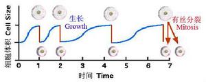 細胞體積隨細胞分裂的變化